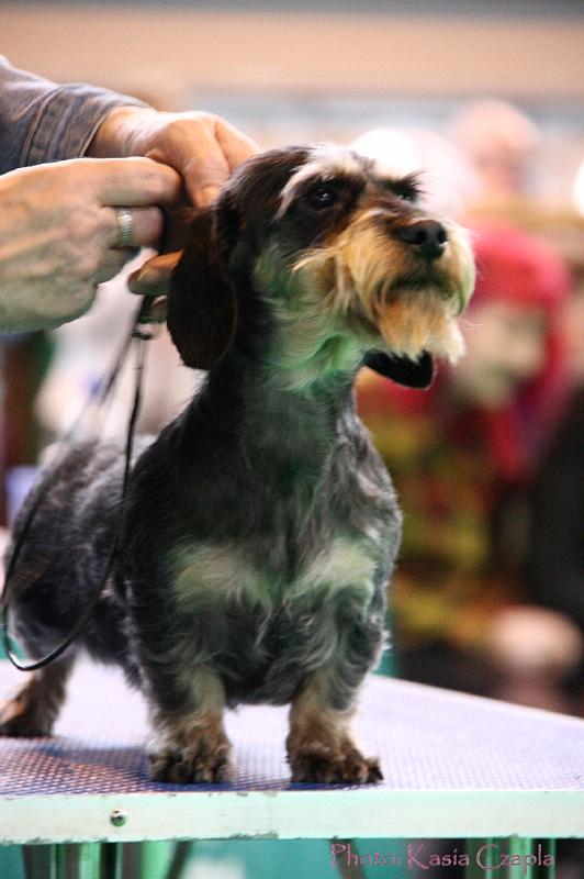 Crufts2011_2 1536.jpg